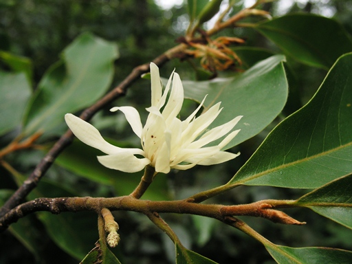 จำปีป่า Magnolia baillonii Pierre<br/>MAGNOLIACEAE